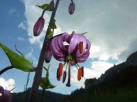 58 Lilium martagon - giglio martagone Liliaceae